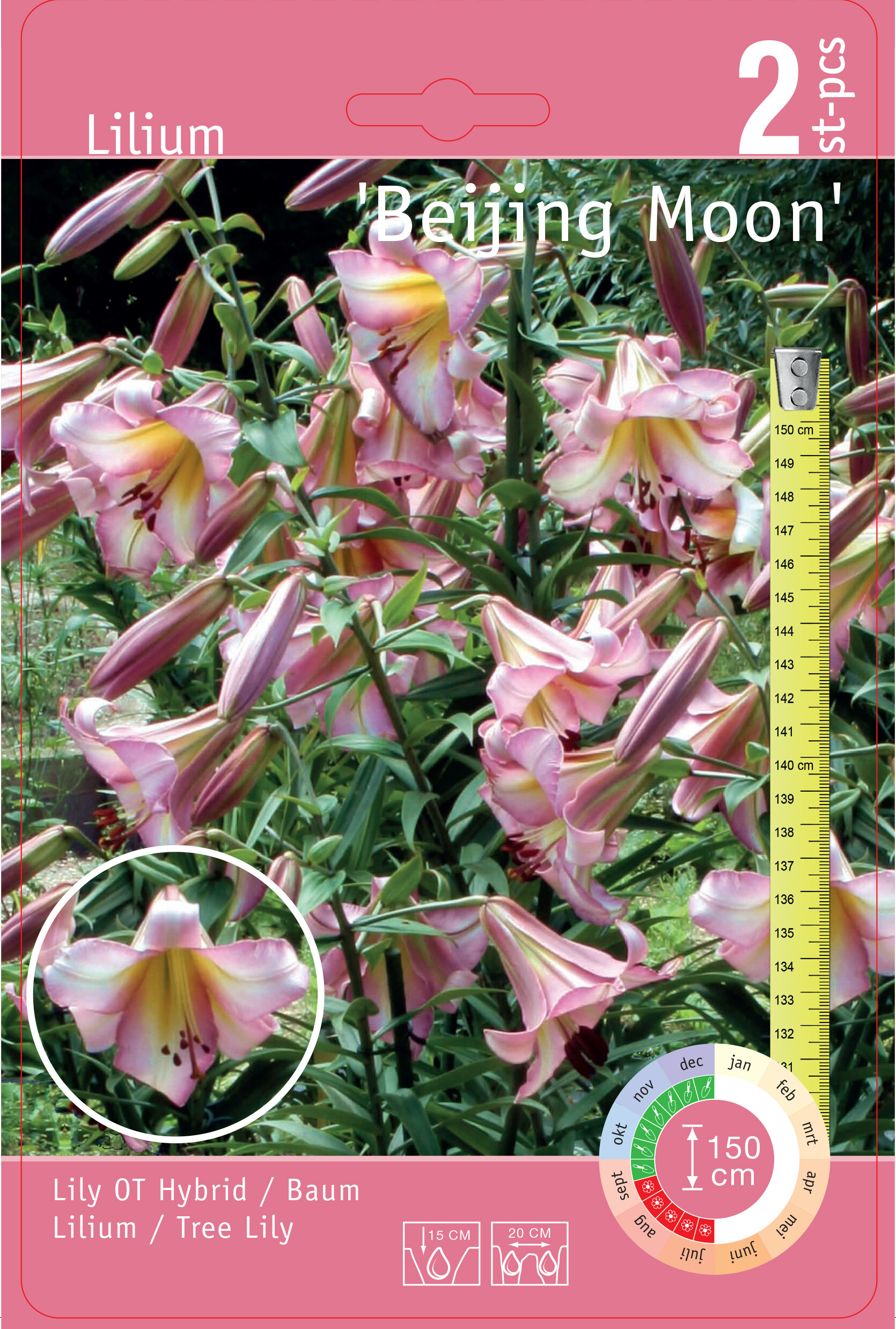 Liiliasibulad/Lilium 18+ 2tk Beijing Moon | DEPO Online